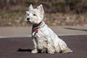 västra höglandsvit terrier foto