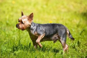 kvinna yorkshire terrier hund. foto