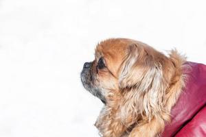 små liten pekingese hund i vinter- foto