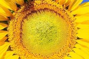 närbild av en solros med gul foto