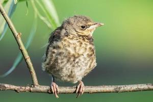 nestling trast de fältfärd.. foto