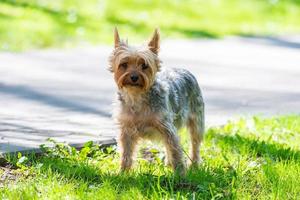 kvinna yorkshire terrier hund. foto