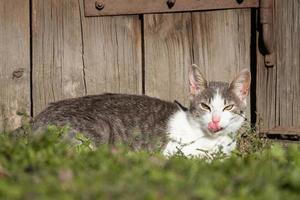 de katt lögner på dess tillbaka med utsträckt tassar i de gräs och slappnar av i de Sol. porträtt av en gråbrun tabby katt i de trädgård. foto