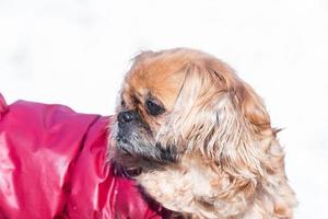 små liten pekingese hund i vinter- foto