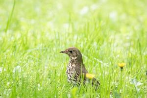 björktrast turdus pilaris på de mossa foto