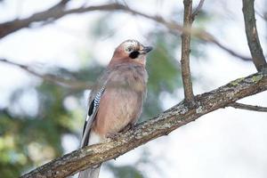 jay på en gren i de parkera foto