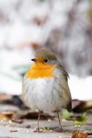 söt redbreast Sammanträde i de snö. foto