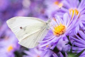 stor vit, pieris brassicae foto