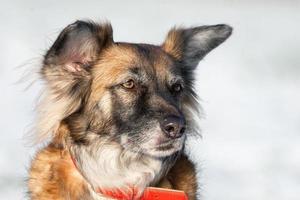 söt röd med vit hund blandras på en vinter- bakgrund foto