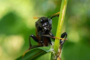 porträtt av cimbex femoratus foto