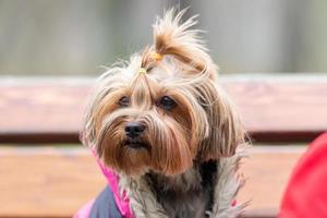 kvinna yorkshire terrier hund foto