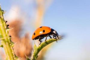 nyckelpiga coccinellidae på en pinne foto