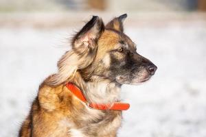 söt röd med vit hund blandras på en vinter- bakgrund. foto