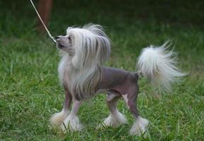 skällande kinesisk naken hund foto