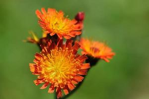 orange hawkweed blommor i de sommar morgon- Sol foto