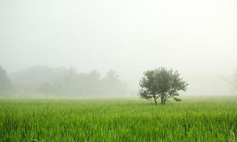 träd i dimman med grönt risfält foto