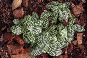 topp se av fittonia acanthaceae eller nerv växt är växande i de trädgård. foto