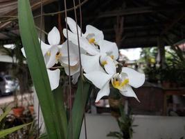 skön visa av vit phalaenopsis afrodite måne orkide blomma hängande i de trädgård. foto