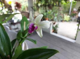 selektiv fokus av dendrobium eller dendrobium sp. skön i de trädgård. orchidaceae familj. foto