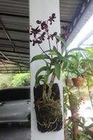 selektiv fokus av skön dendrobium orkide eller dendrobium sp. blomma i trädgård. orchidaceae familj foto