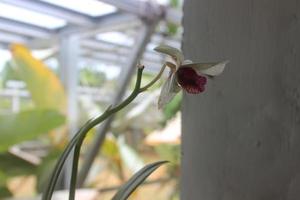 selektiv fokus av skön dendrobium orkide eller dendrobium sp. blomma i trädgård. orchidaceae familj foto