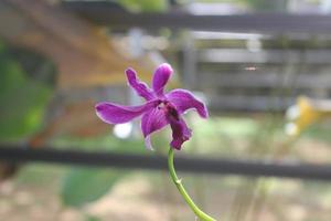 selektiv fokus av skön dendrobium orkide eller dendrobium sp. blomma i trädgård. orchidaceae familj foto