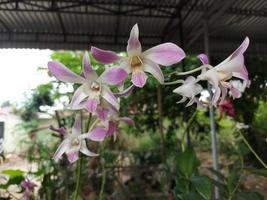 selektiv fokus av dendrobium eller dendrobium sp. skön i de trädgård. orchidaceae familj. foto