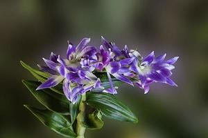 orchidea a grappolo sfumata viola