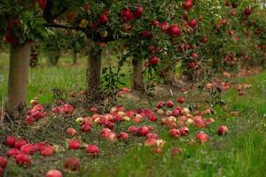 färsk äpplen från de fruktträdgård. äpple skörda redo till vara plockade från de fruktträdgård i de republik av moldavien. foto