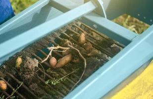 potatis knölar är grävde ut av jord på en transportband bälte av grävning Utrustning maskin. skörd grönsaker i de bruka fält. jordbruk, lantbruk. landsbygden jordbruksmark. närbild foto