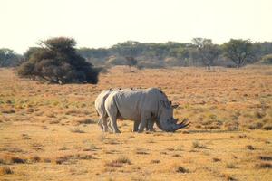 rhinos med fåglar i de afrikansk buske foto