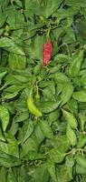 röd och grön chili peppar på de samma växt. foto
