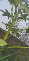 stänga upp av färsk bhindi, lady fingrar, okra grön vegetabiliska abelmoschus esculentus med blommor växande i de gård, gujarat , Indien ,Asien foto