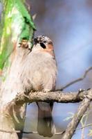 eurasian jay garrulus glandarius foto