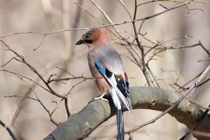 eurasian jay garrulus glandarius foto