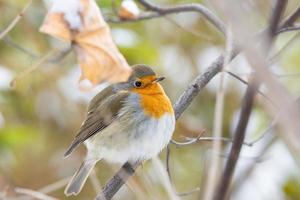 robin röd bröst snö scen foto