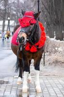 ponny i vinter- parkera foto