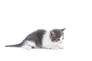 kattunge på en vit bakgrund foto