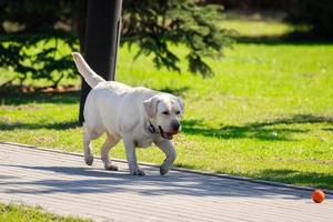 labrador retriever hund med boll foto