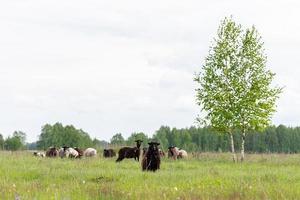 lamm och får grön gräs foto