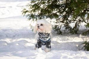 hund snö vinter- foto