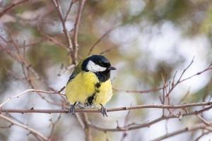 de fågel parkera i vinter- foto