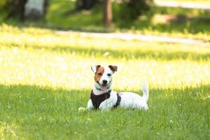 Jack Russell Terrier foto