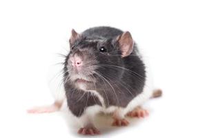 råtta isolerat på vit bakgrund foto
