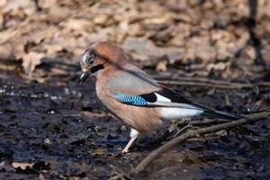 eurasian jay garrulus glandarius foto