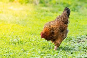 friska kyckling i de trädgård foto