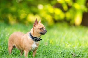 chihuahua hund på de gräs foto