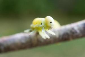 cimbex femoratus björk sawfly larver. foto