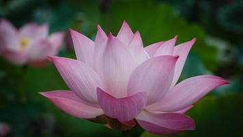 blomning av enstaka lotus