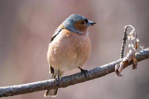 chaffinch på en gren foto